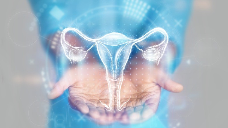 ginekologija vulva klasične procedure operacije materice jajovoda